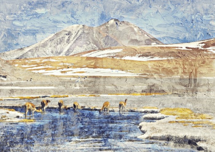 Alpacas At The River